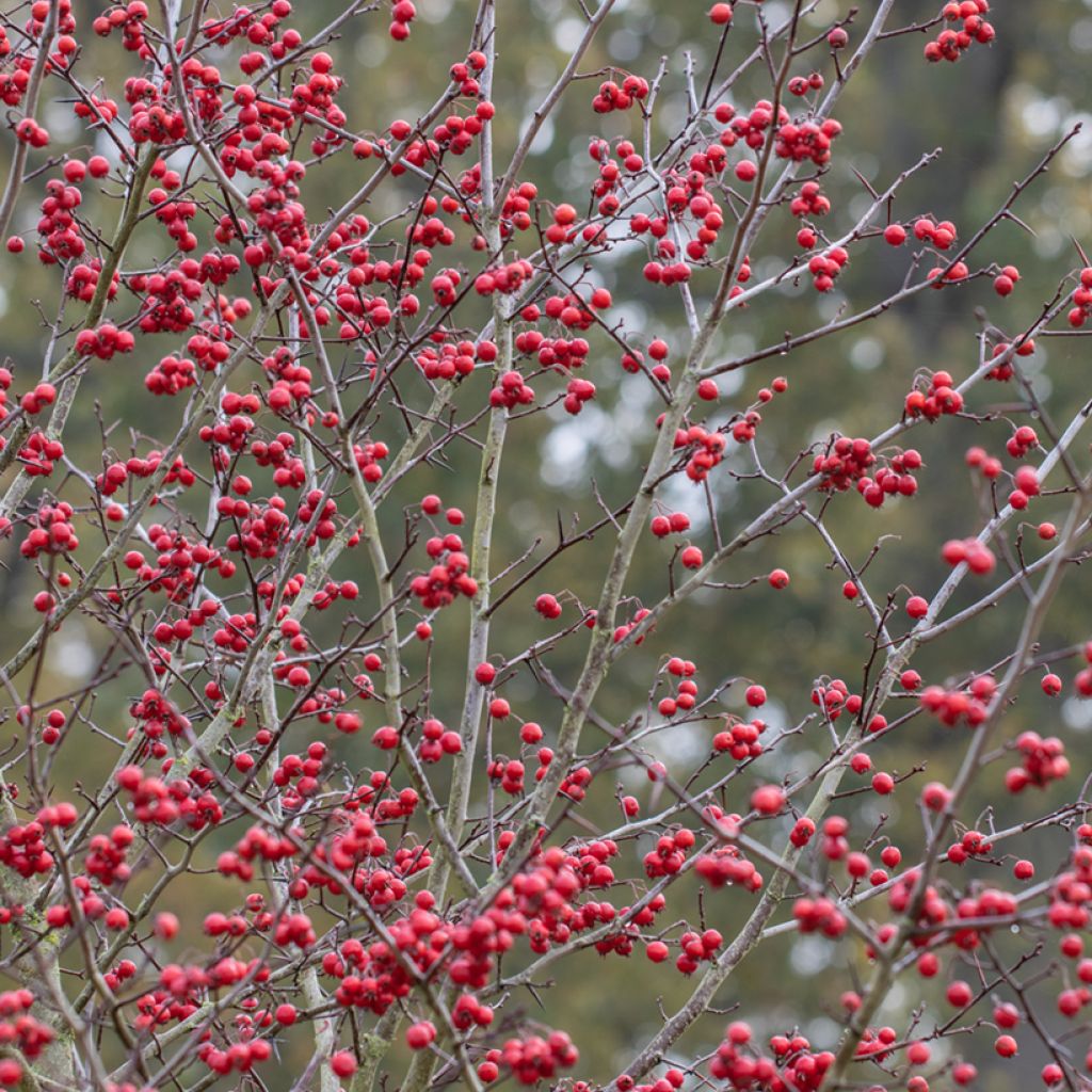 Crataegus prunifolia Splendens - Weißdorn