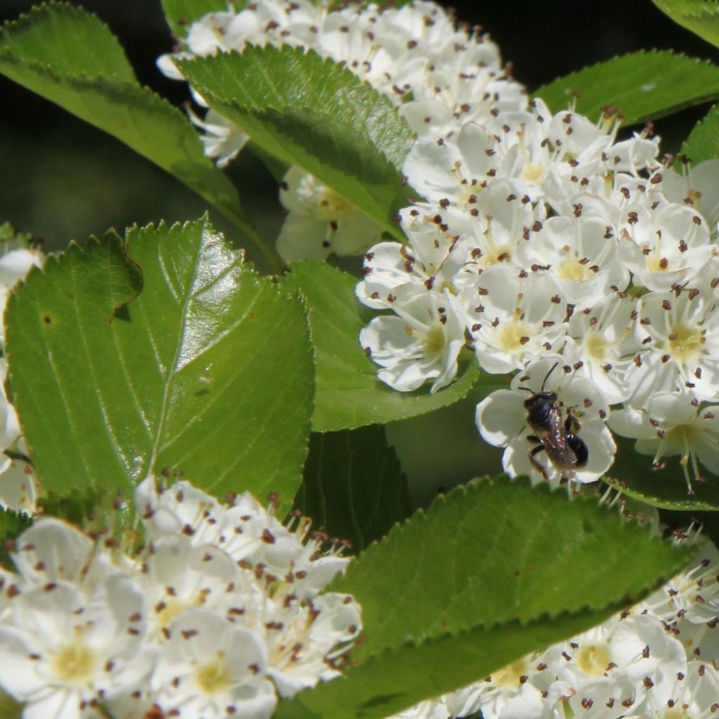 Crataegus prunifolia Splendens - Weißdorn