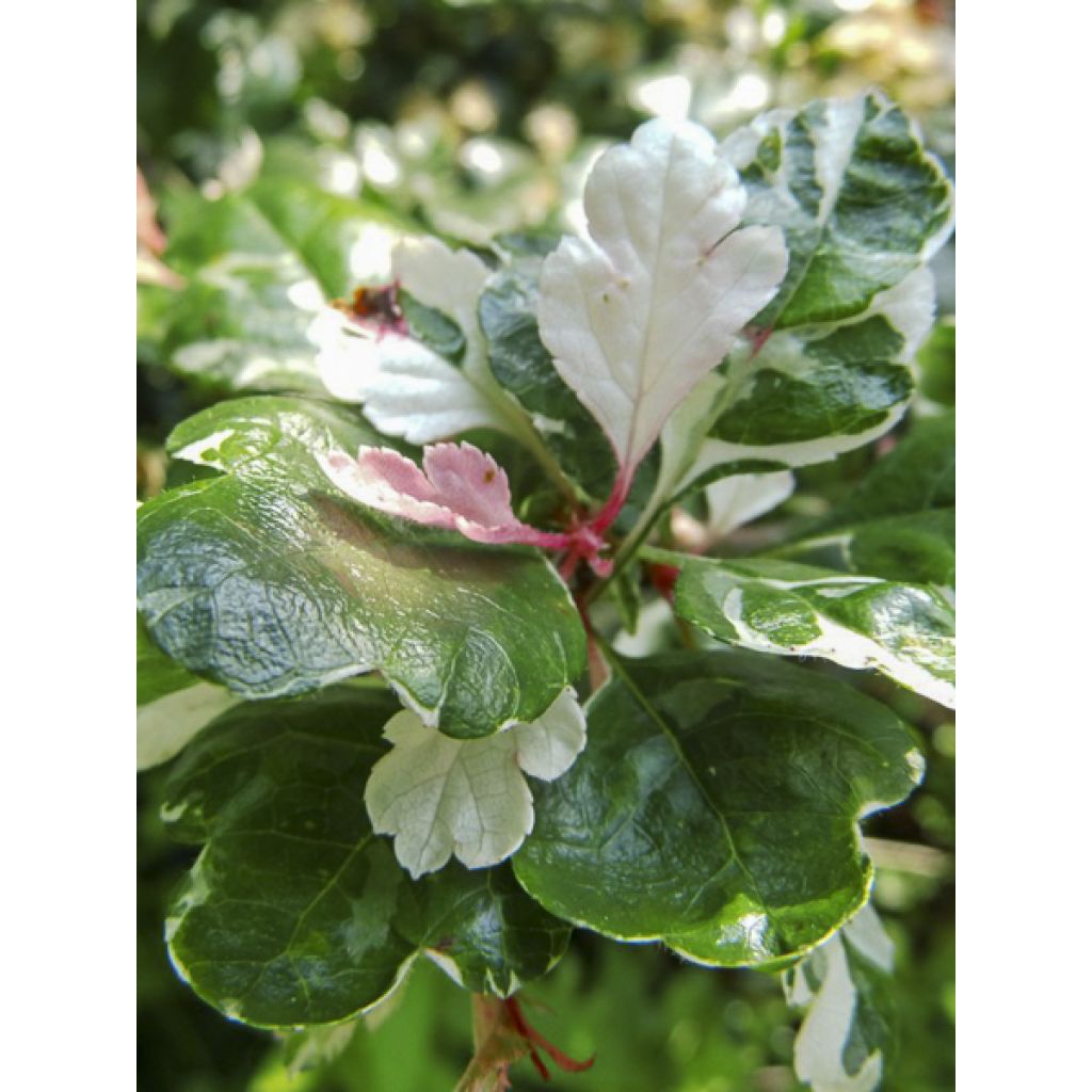 Crataegus monogyna Gireoudii - Eingriffliger Weißdorn