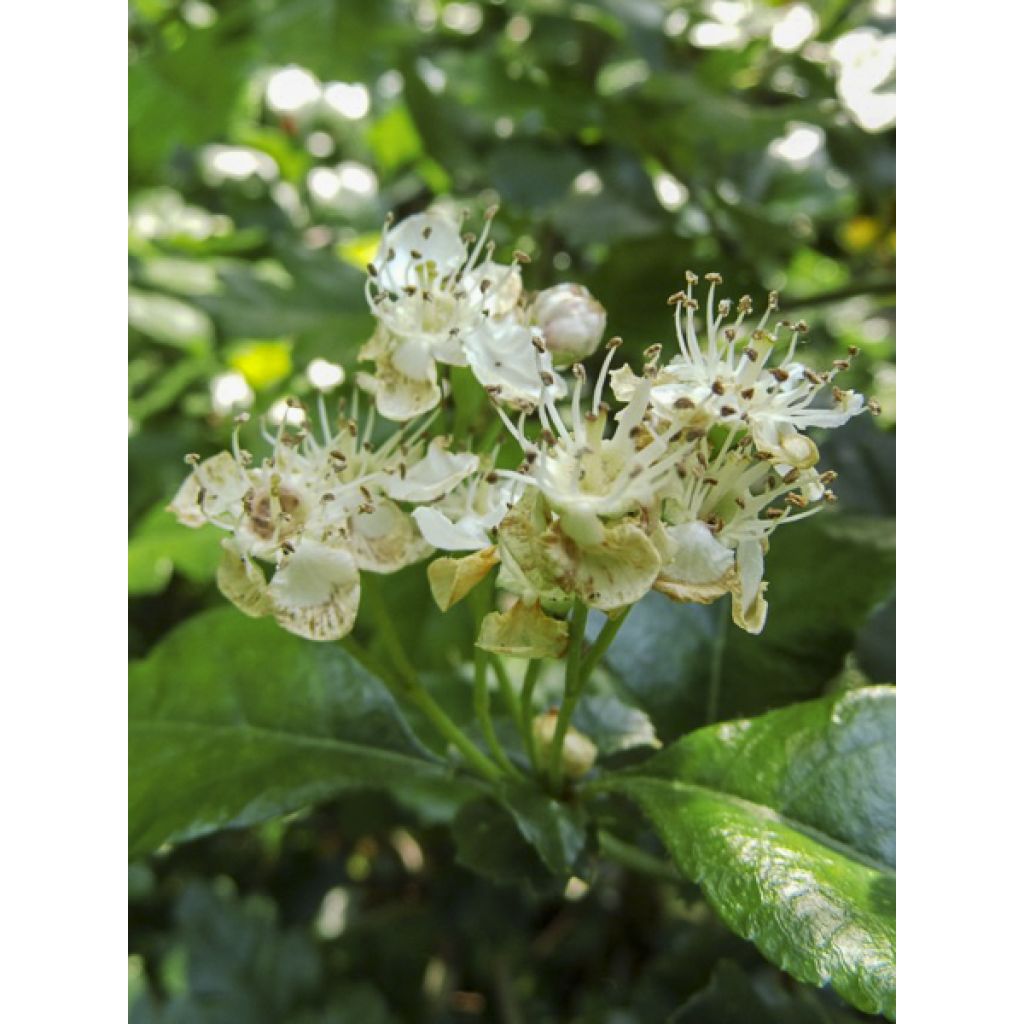 Crataegus monogyna Gireoudii - Eingriffliger Weißdorn