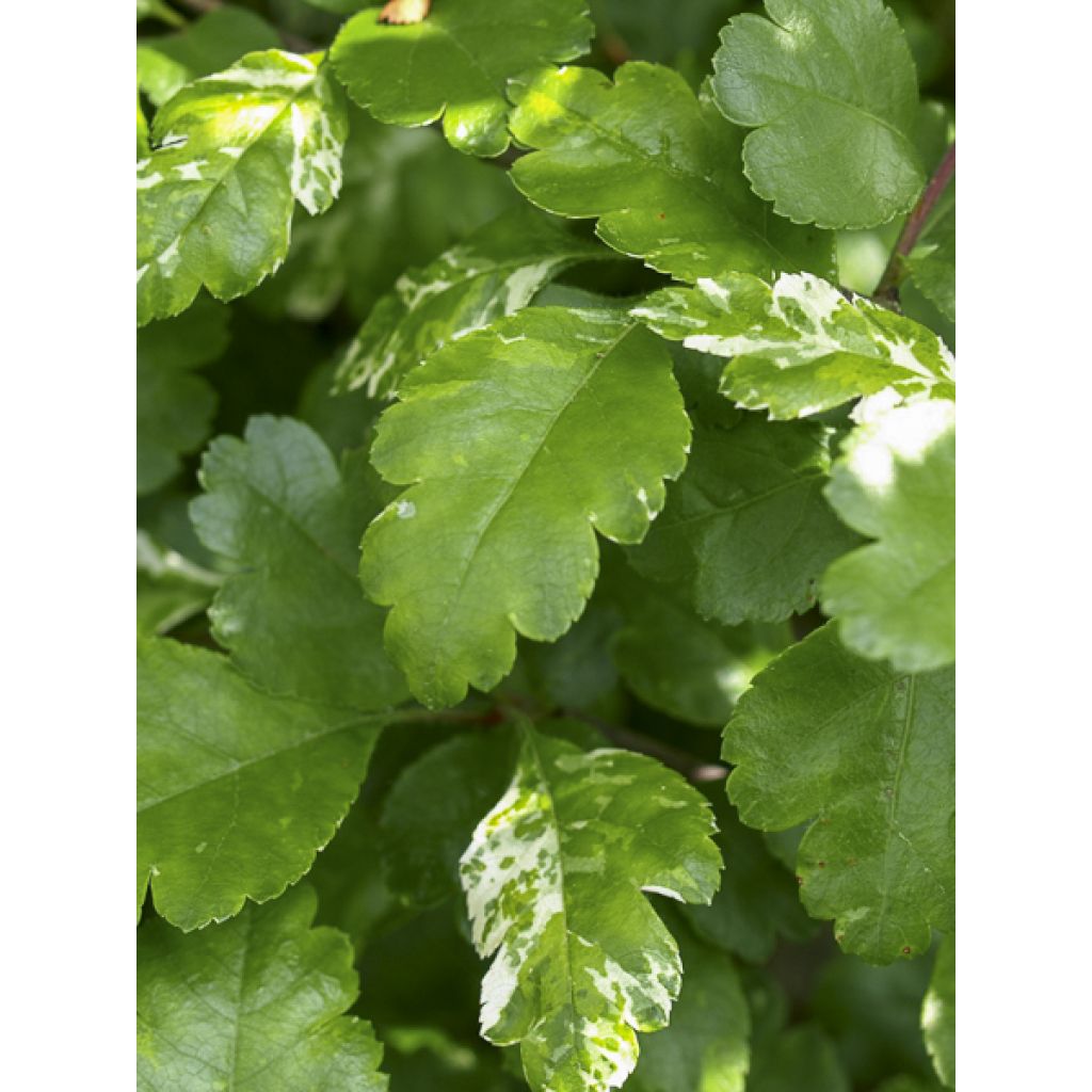 Crataegus monogyna Gireoudii - Eingriffliger Weißdorn