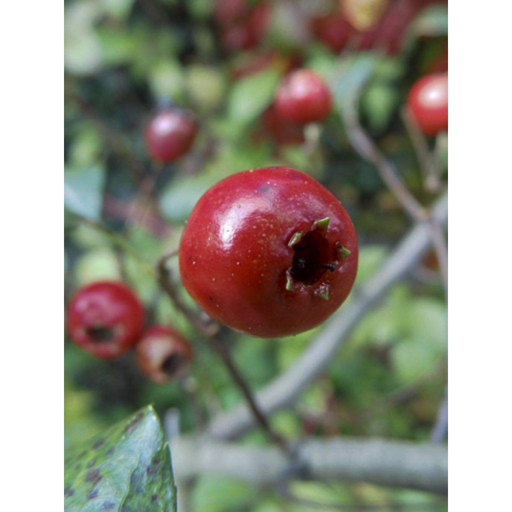 Crataegus monogyna Gireoudii - Eingriffliger Weißdorn