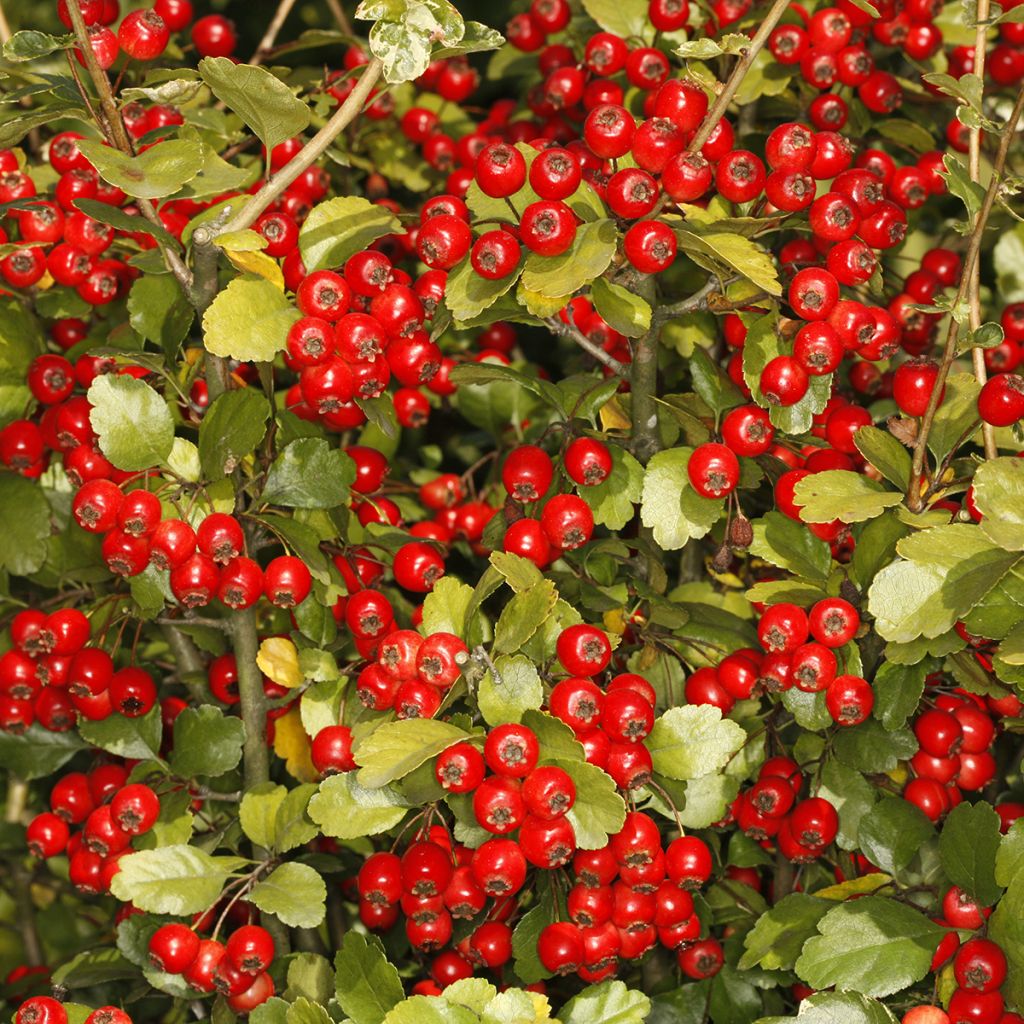 Crataegus monogyna Gireoudii - Eingriffliger Weißdorn