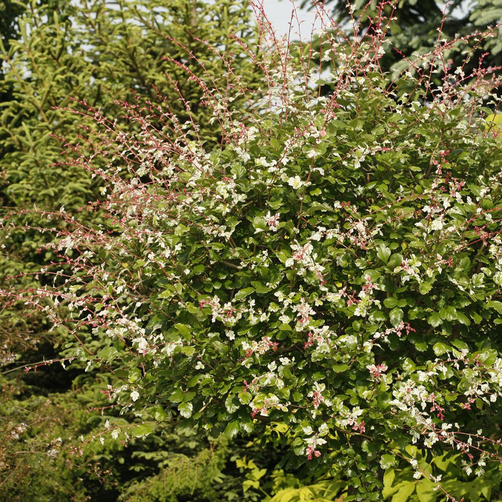 Crataegus monogyna Gireoudii - Eingriffliger Weißdorn