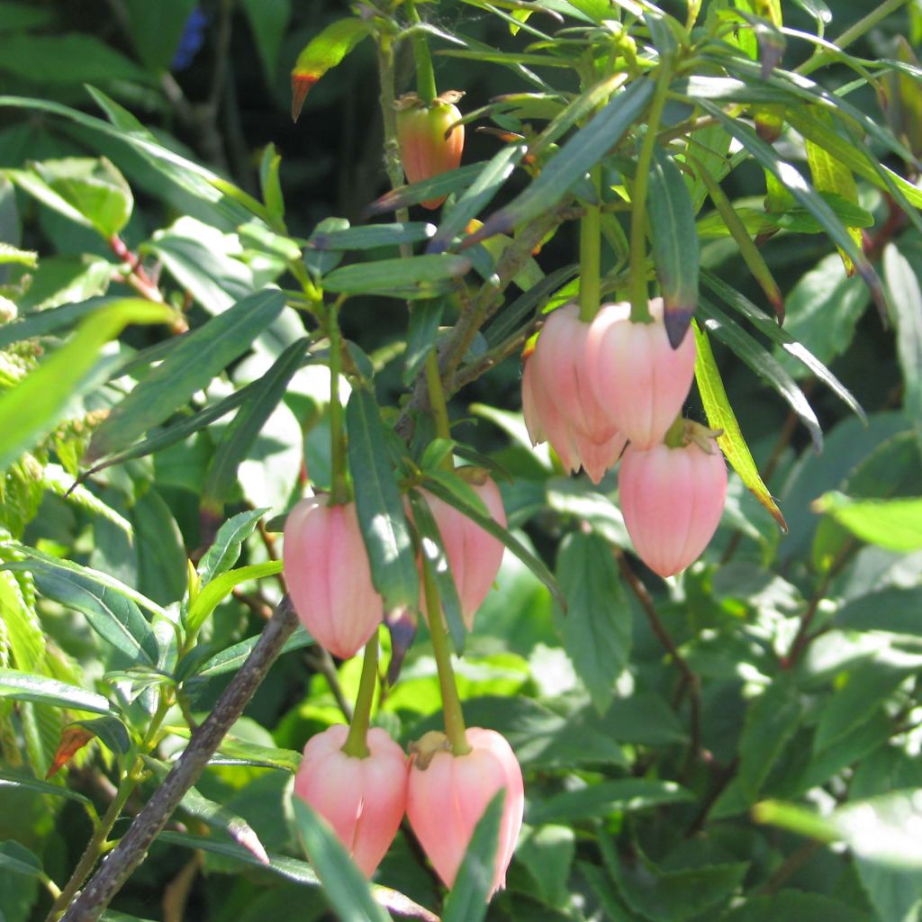 Crinodendron hookerianum Ada Hoffman - Crinodendron