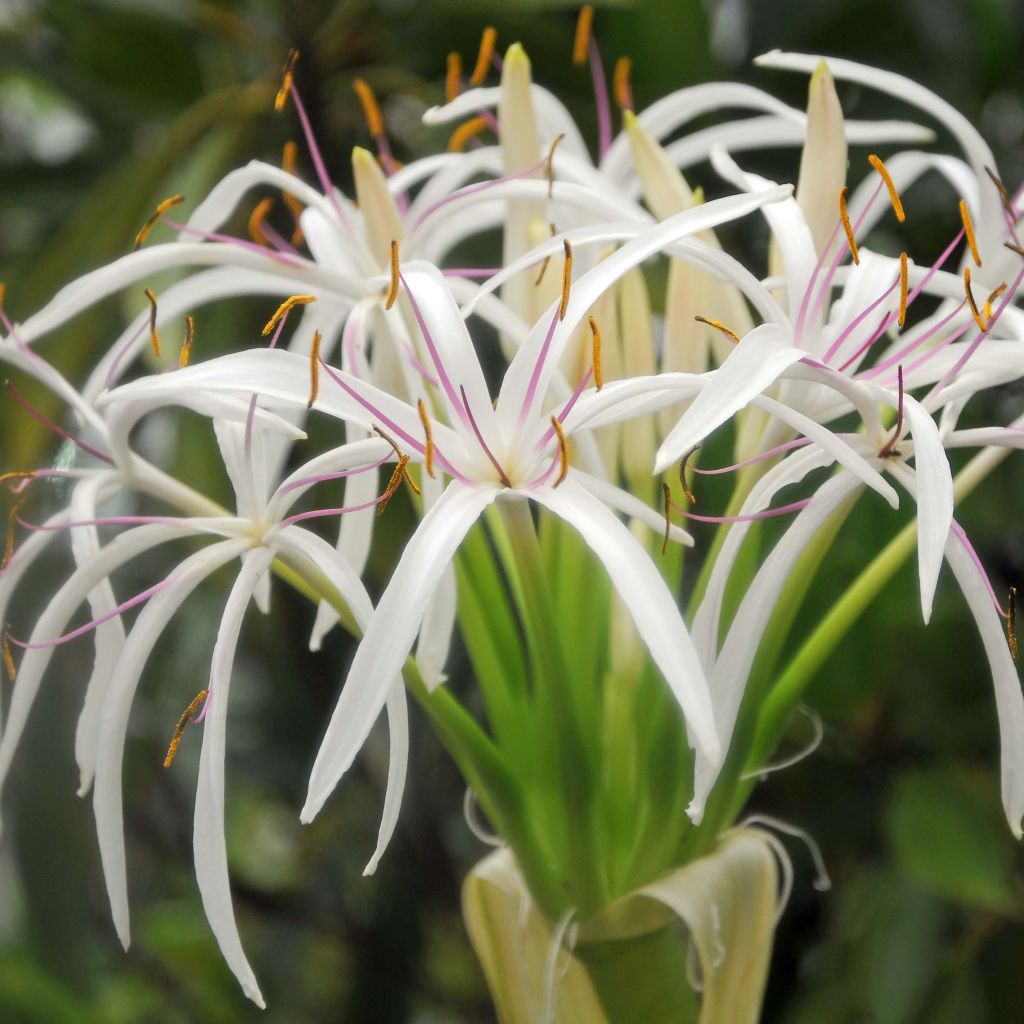 Crinum asiaticum - Hakenlilie