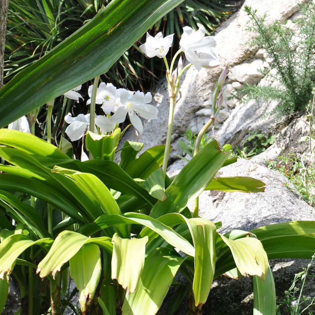 Crinum moorei