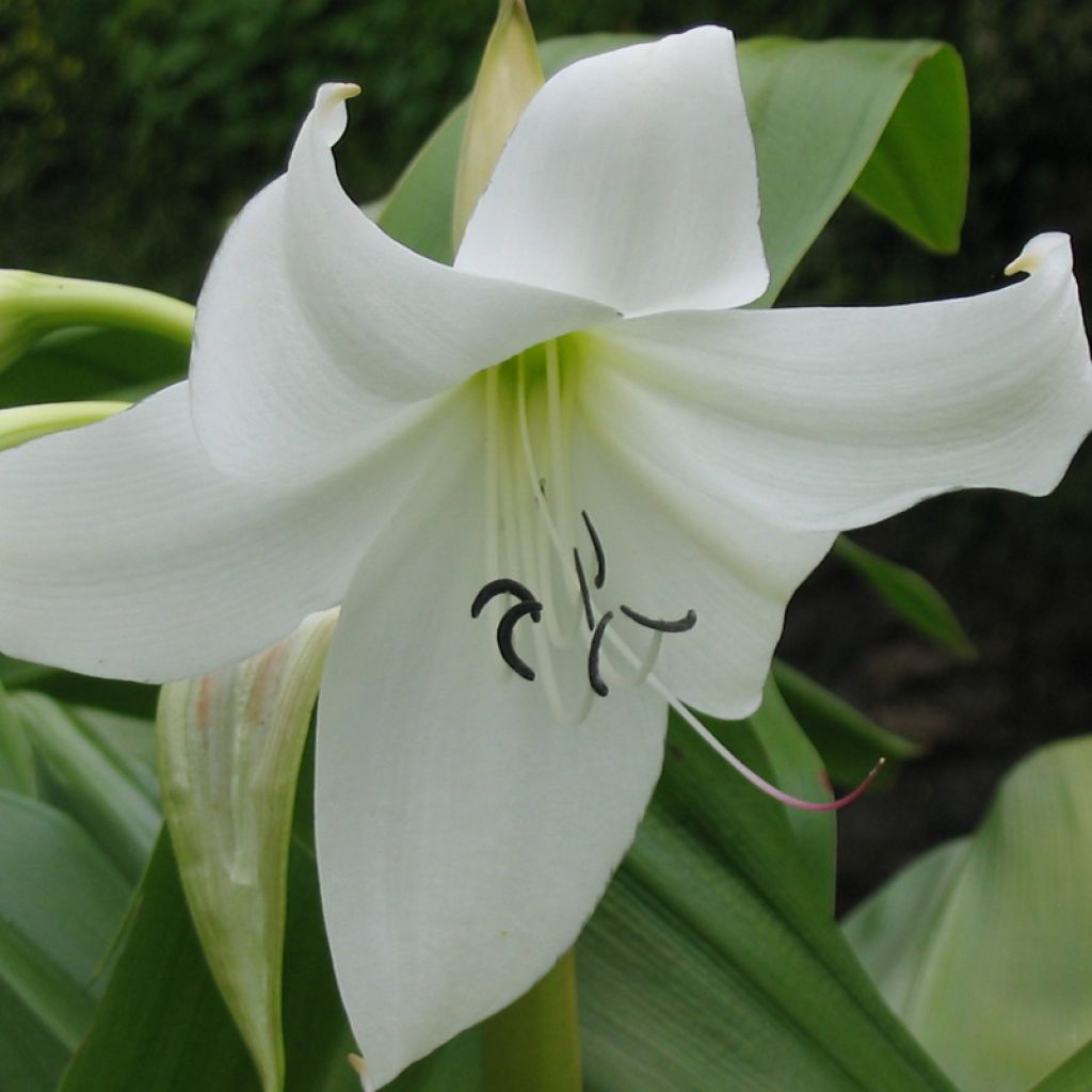 Crinum moorei Album - Hakenlilie