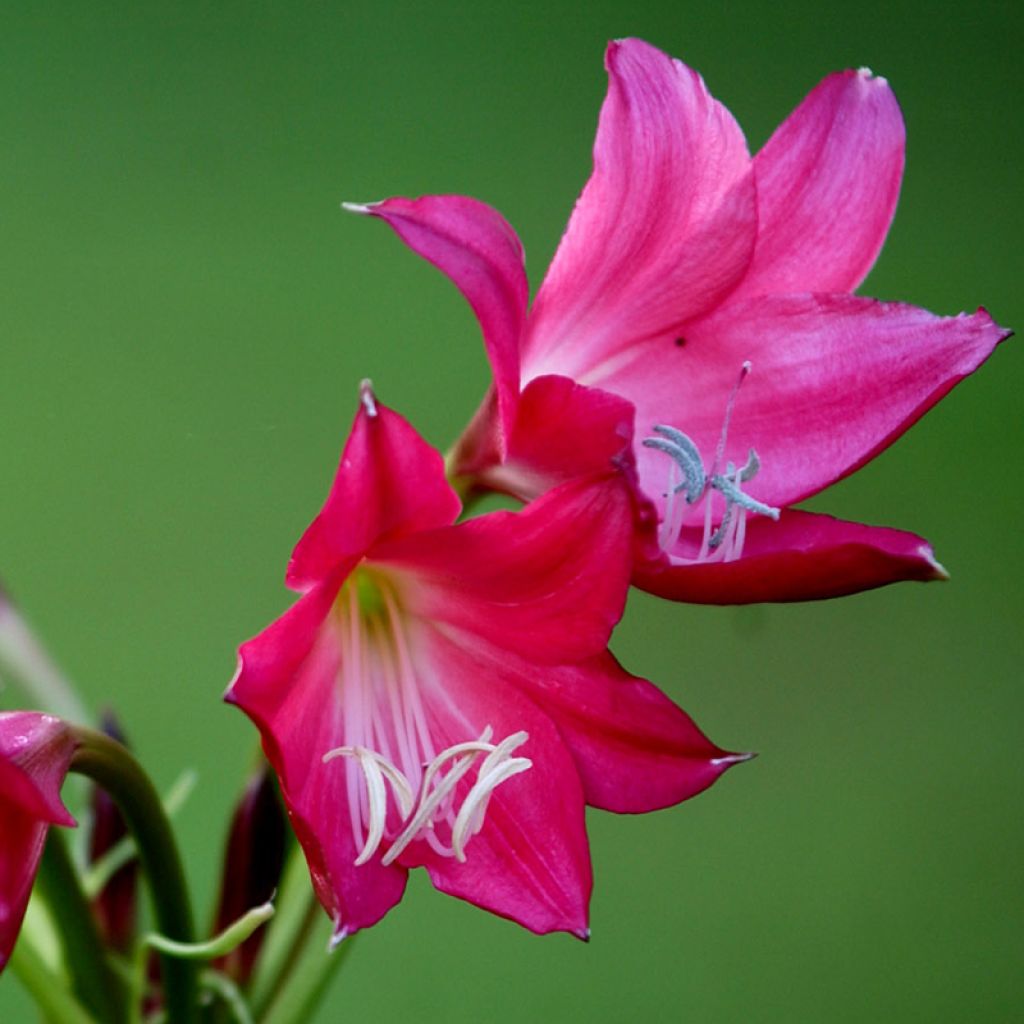 Crinum Ellen Bosanquet - Hakenlilie