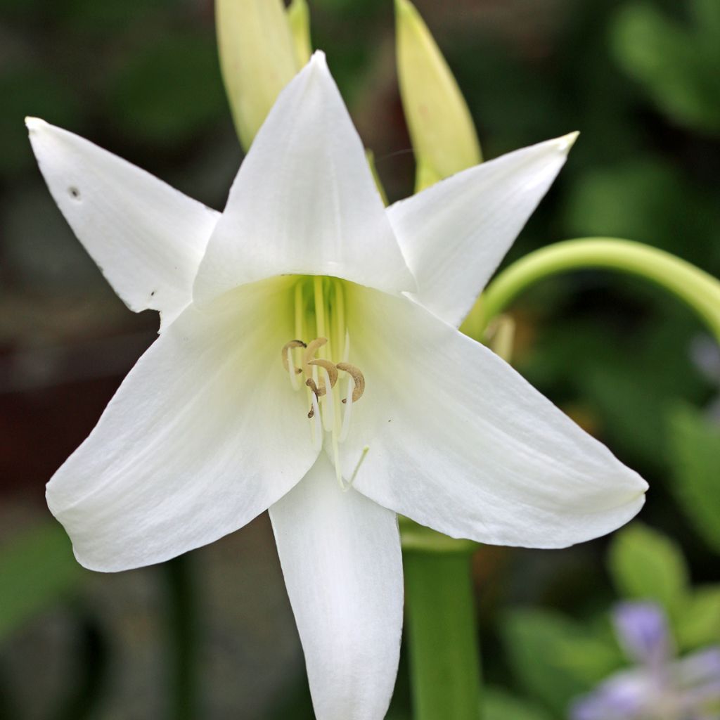 Crinum powellii Album - Hakenlilie