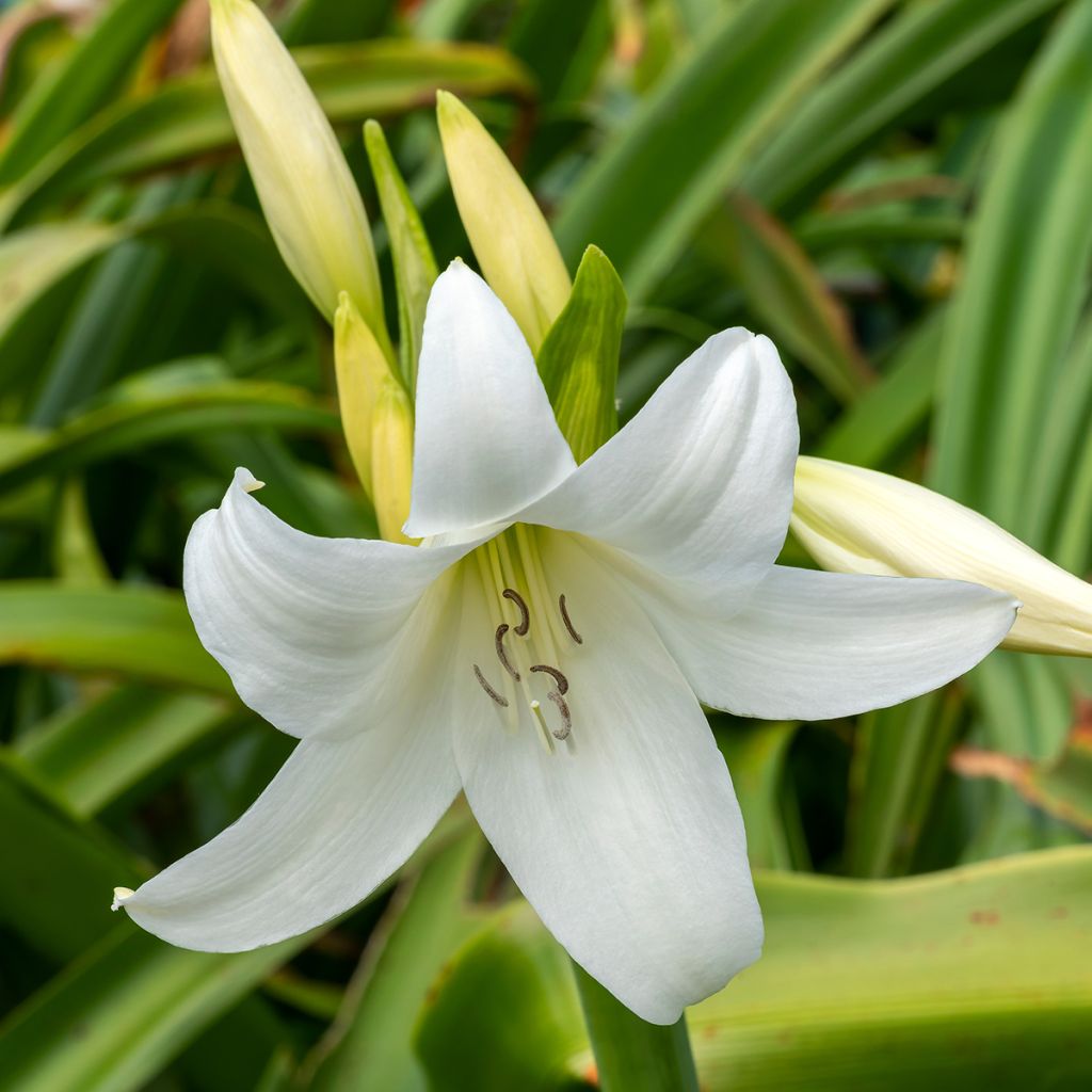 Crinum powellii Album - Hakenlilie