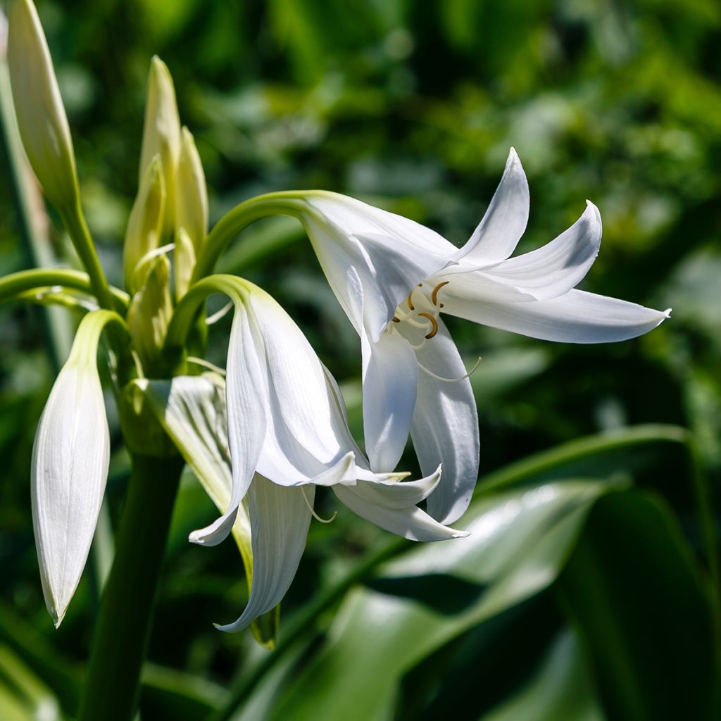 Crinum powellii Album - Hakenlilie