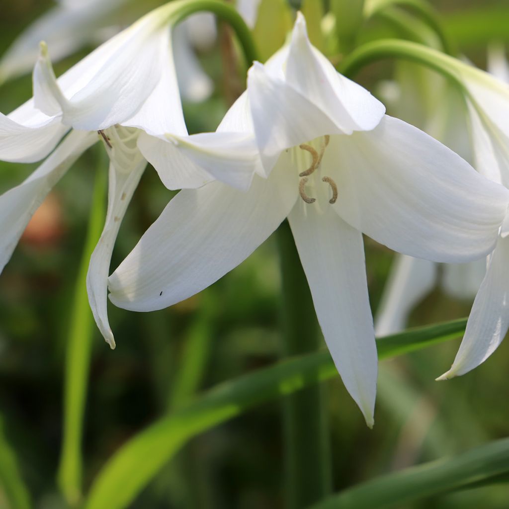 Crinum powellii Album - Hakenlilie