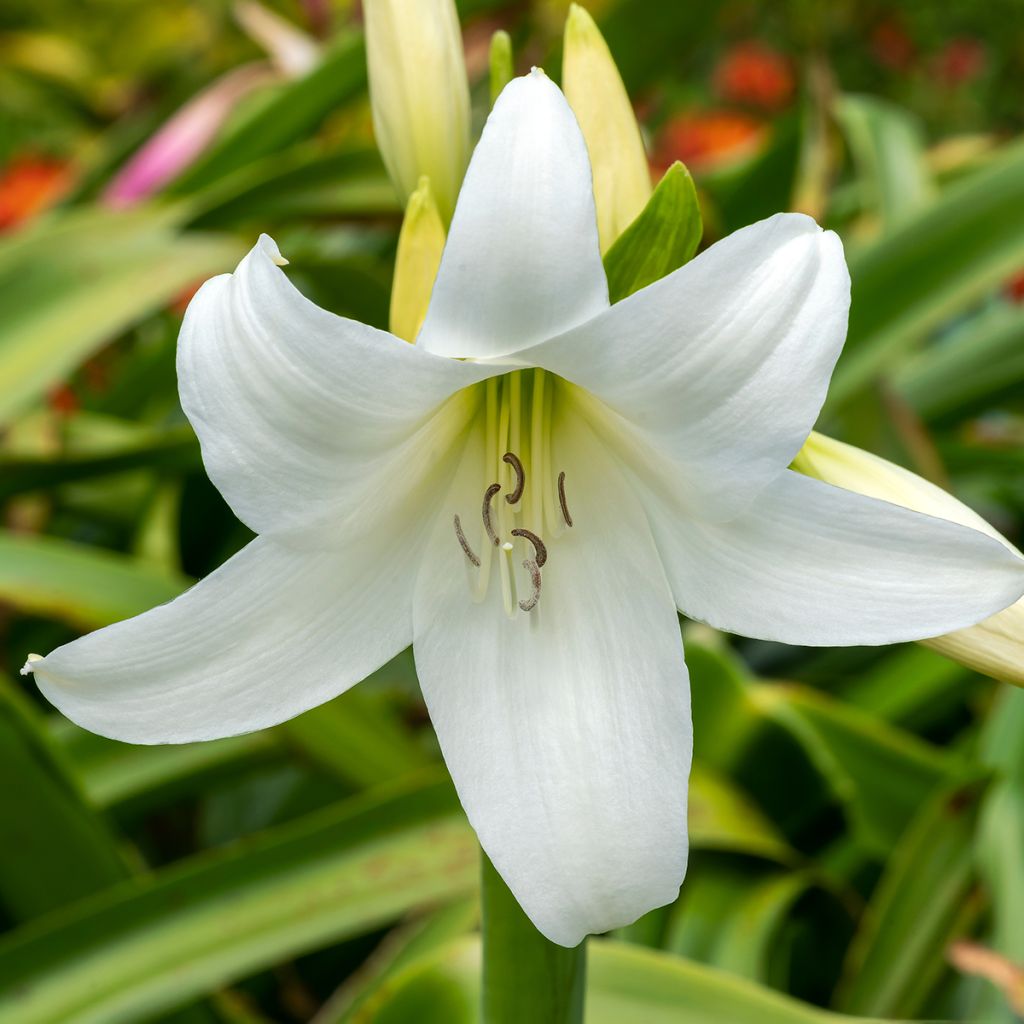 Crinum powellii Album - Hakenlilie