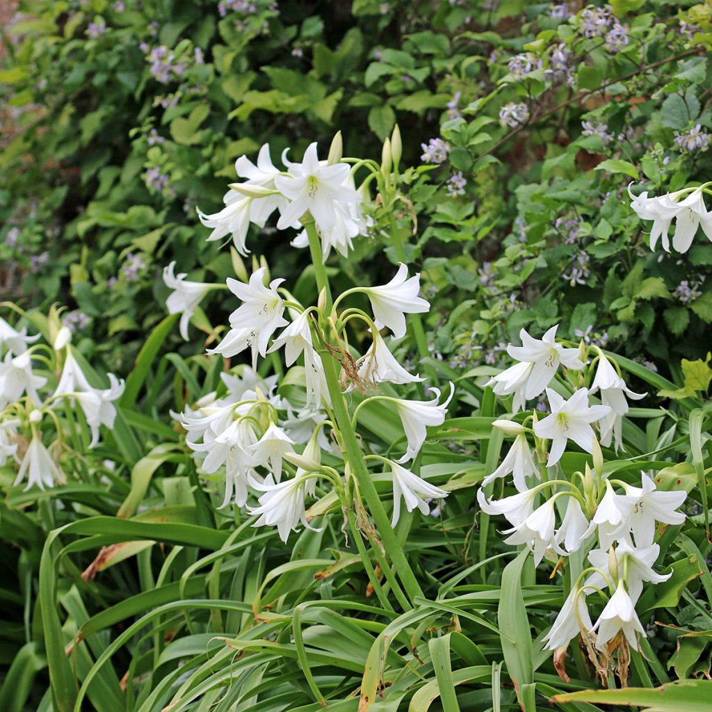 Crinum powellii Album - Hakenlilie