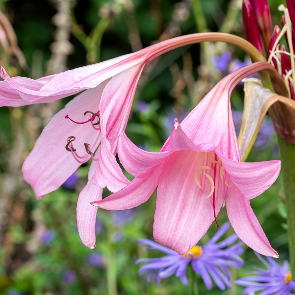 Crinum powellii Rosea - Hakenlilie