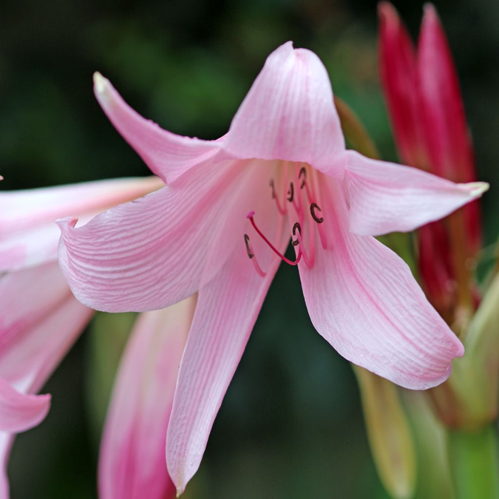 Crinum powellii Rosea - Hakenlilie