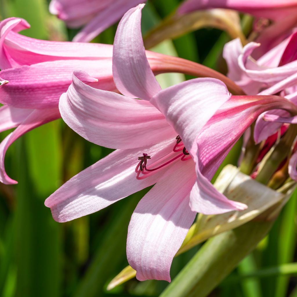 Crinum powellii Rosea - Hakenlilie