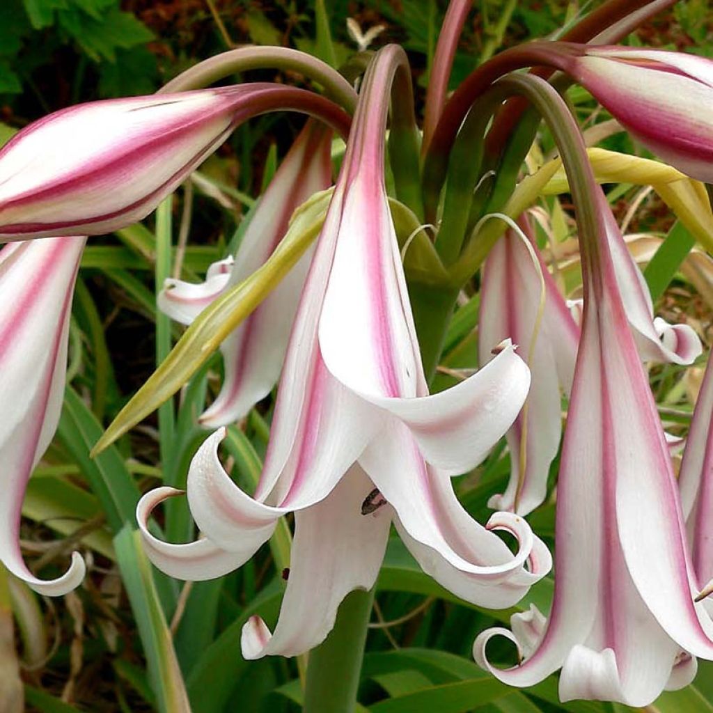 Crinum Striped Beauty - Hakenlilie