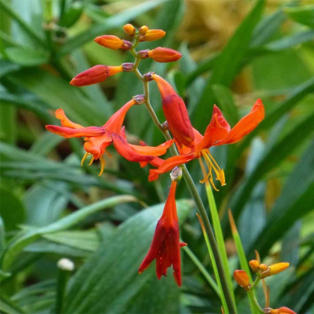 Montbretie Babylon - Crocosmia