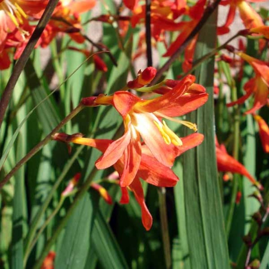 Montbretie Carmine Brillant - Crocosmia