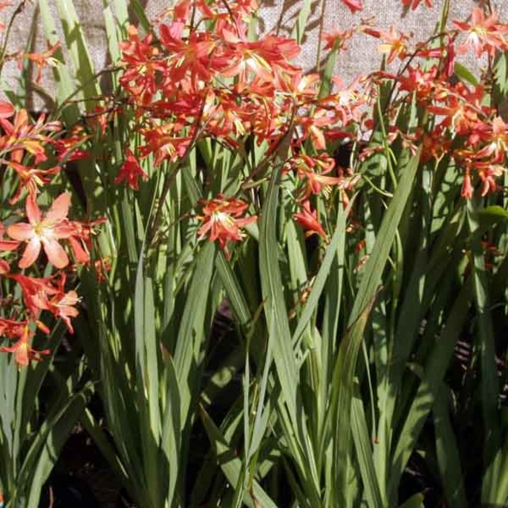 Montbretie Carmine Brillant - Crocosmia