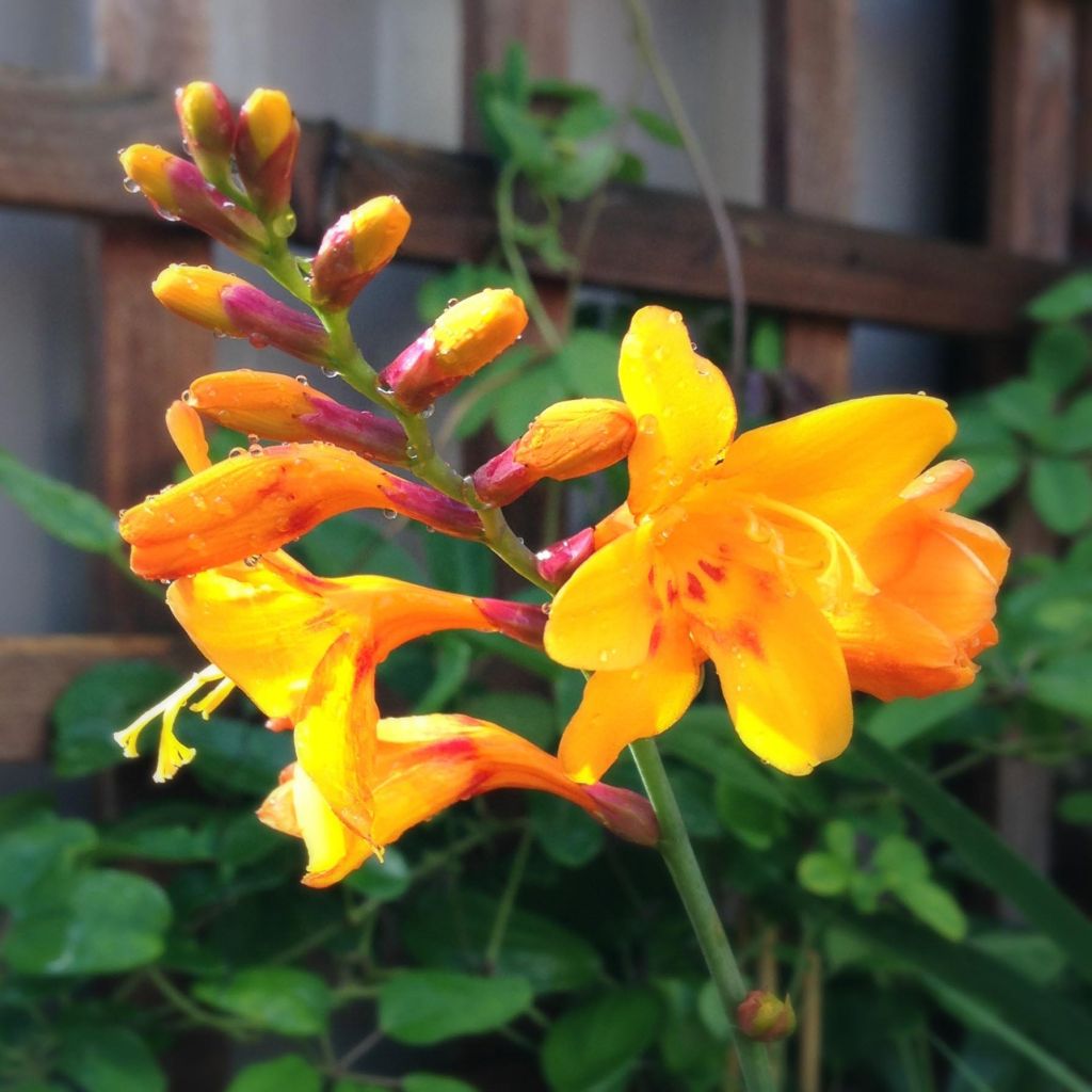 Crocosmia Columbus - Montbretia jaune d'or griffé de rouge-orangé