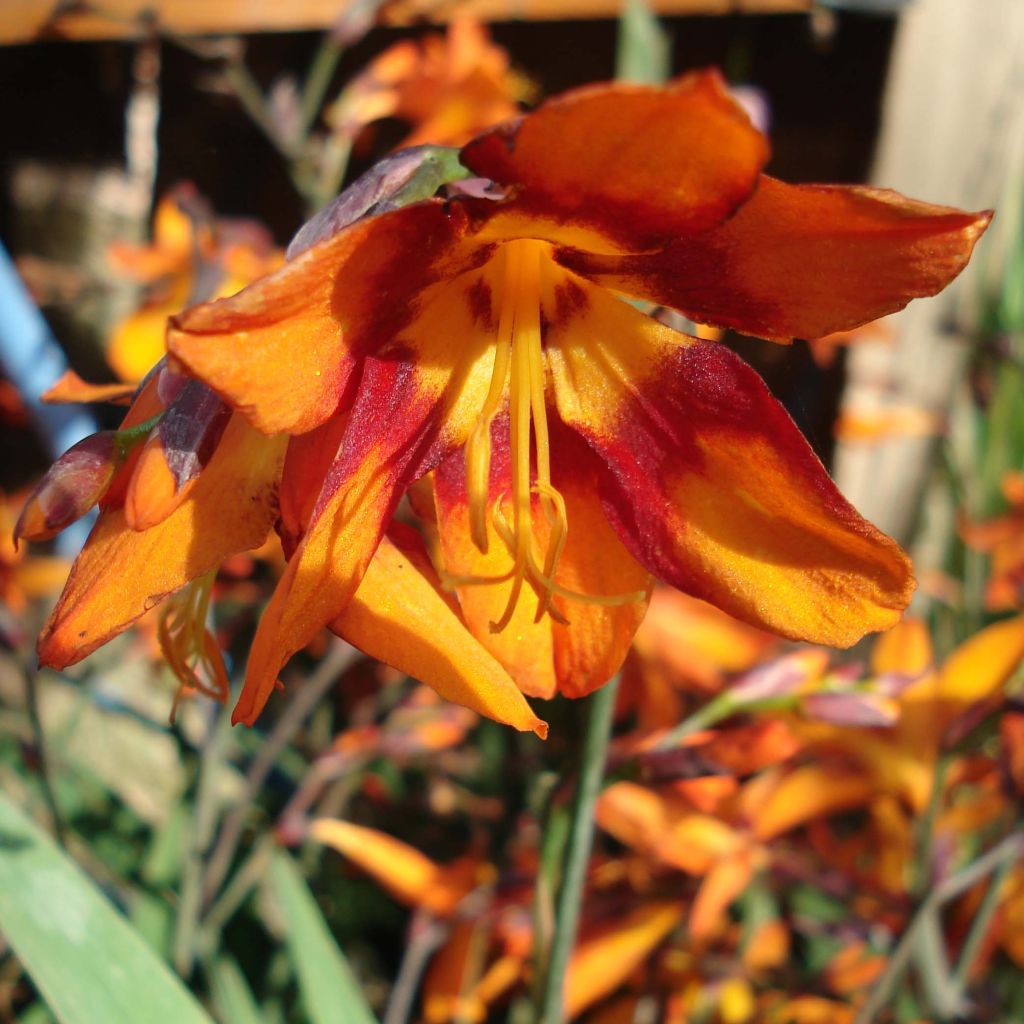 Montbretie Emily McKenzie - Crocosmia