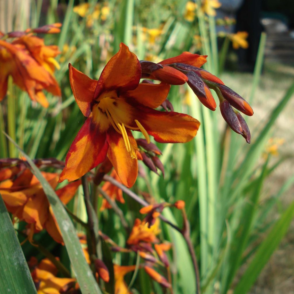 Crocosmia ou montbretia crocosmiflora Emily McKenzie