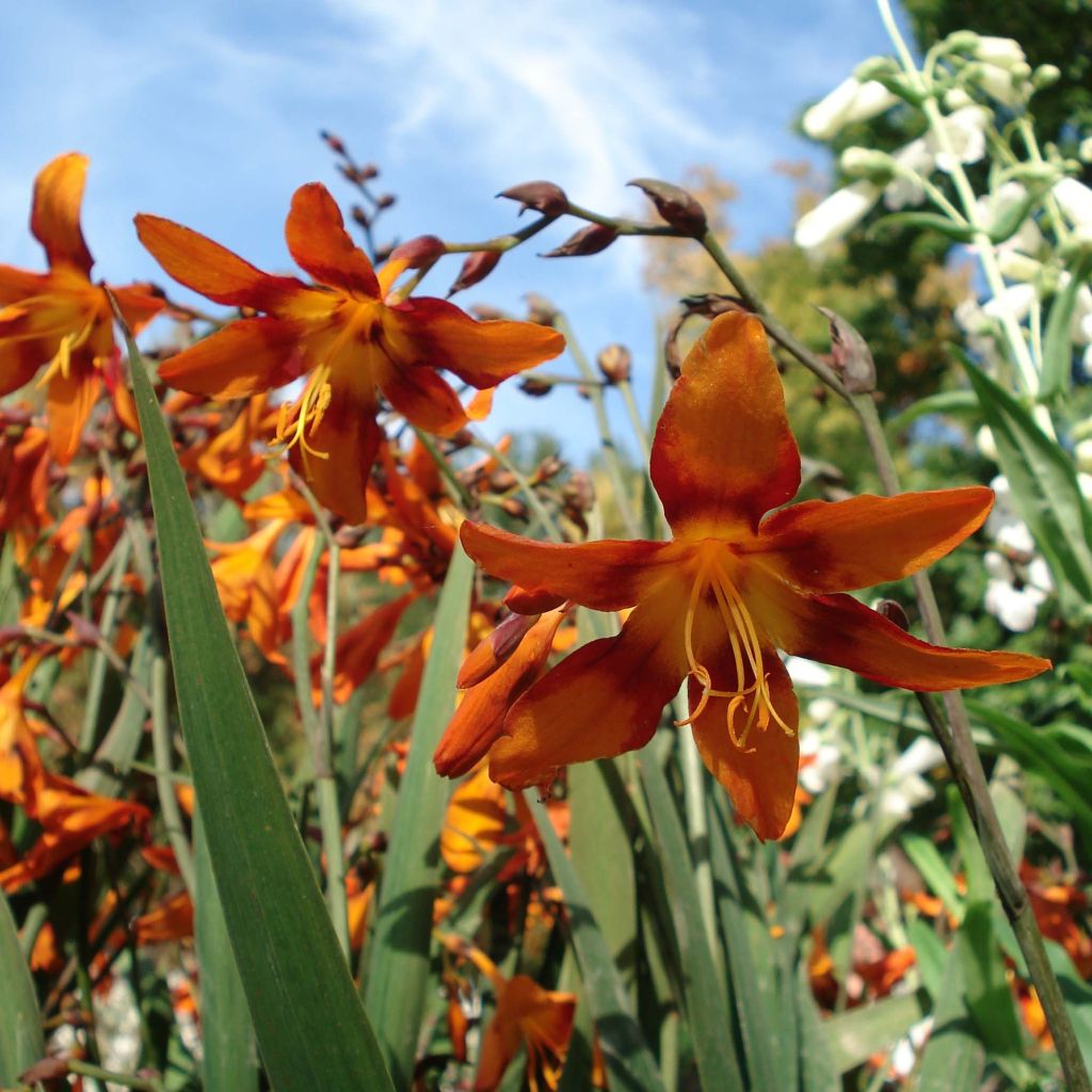 Crocosmia ou montbretia crocosmiflora Emily McKenzie