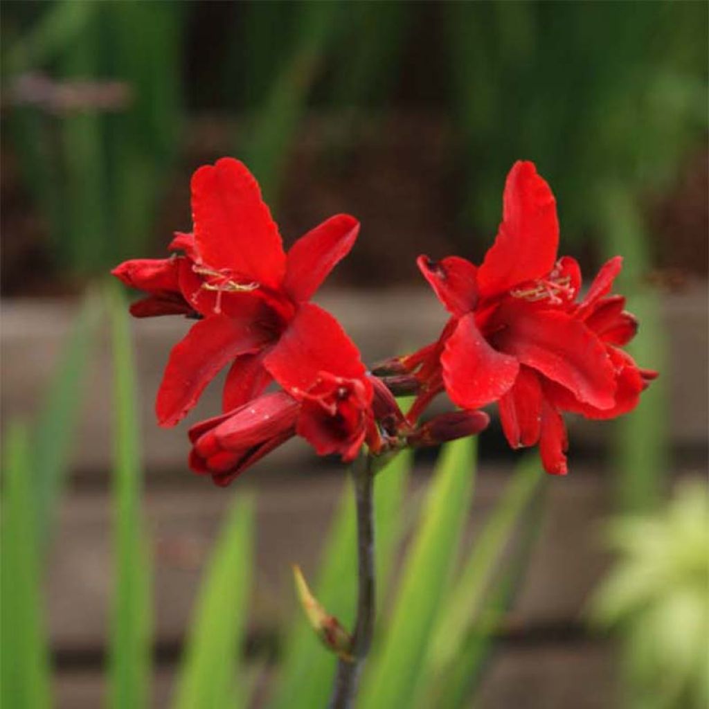 Crocosmia Hellfire - Montbretia