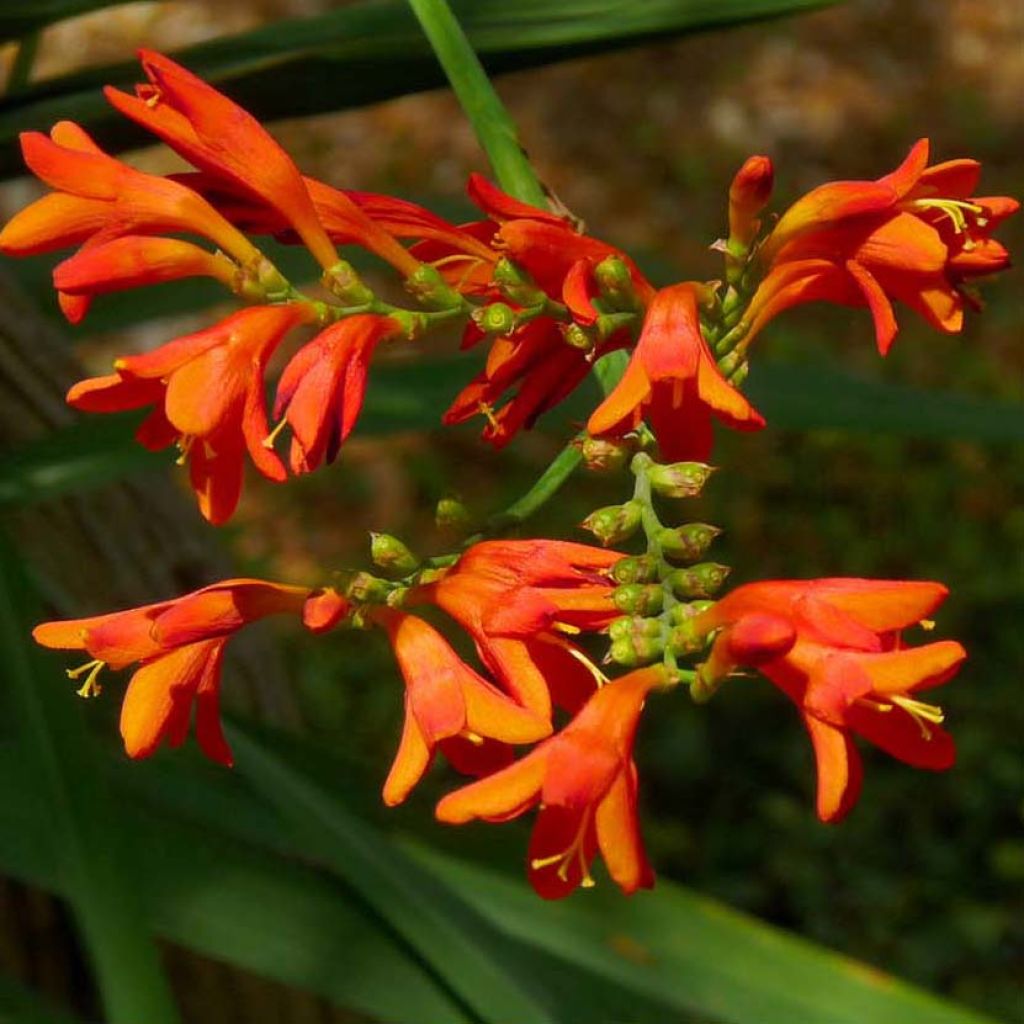 Montbretie Météore - Crocosmia