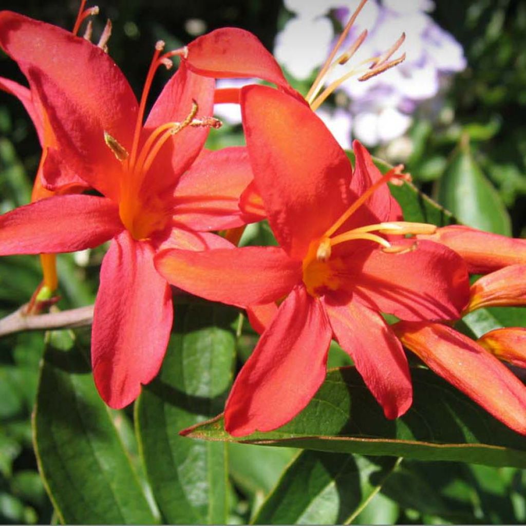 Montbretie Mistral - Crocosmia