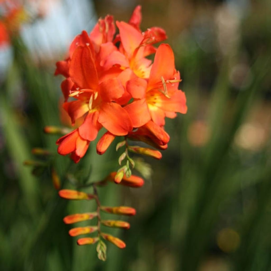 Montbretie Okavango - Crocosmia