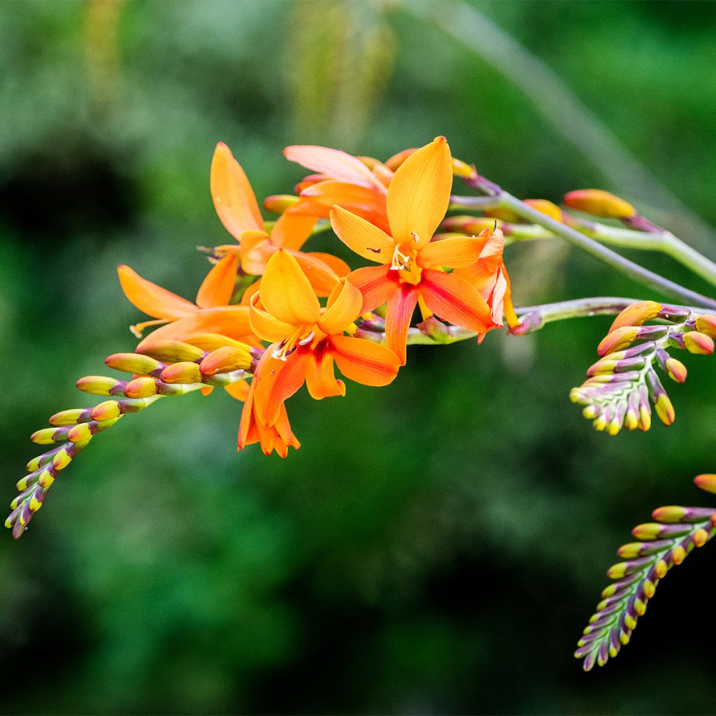 Montbretie Zambesi - Crocosmia