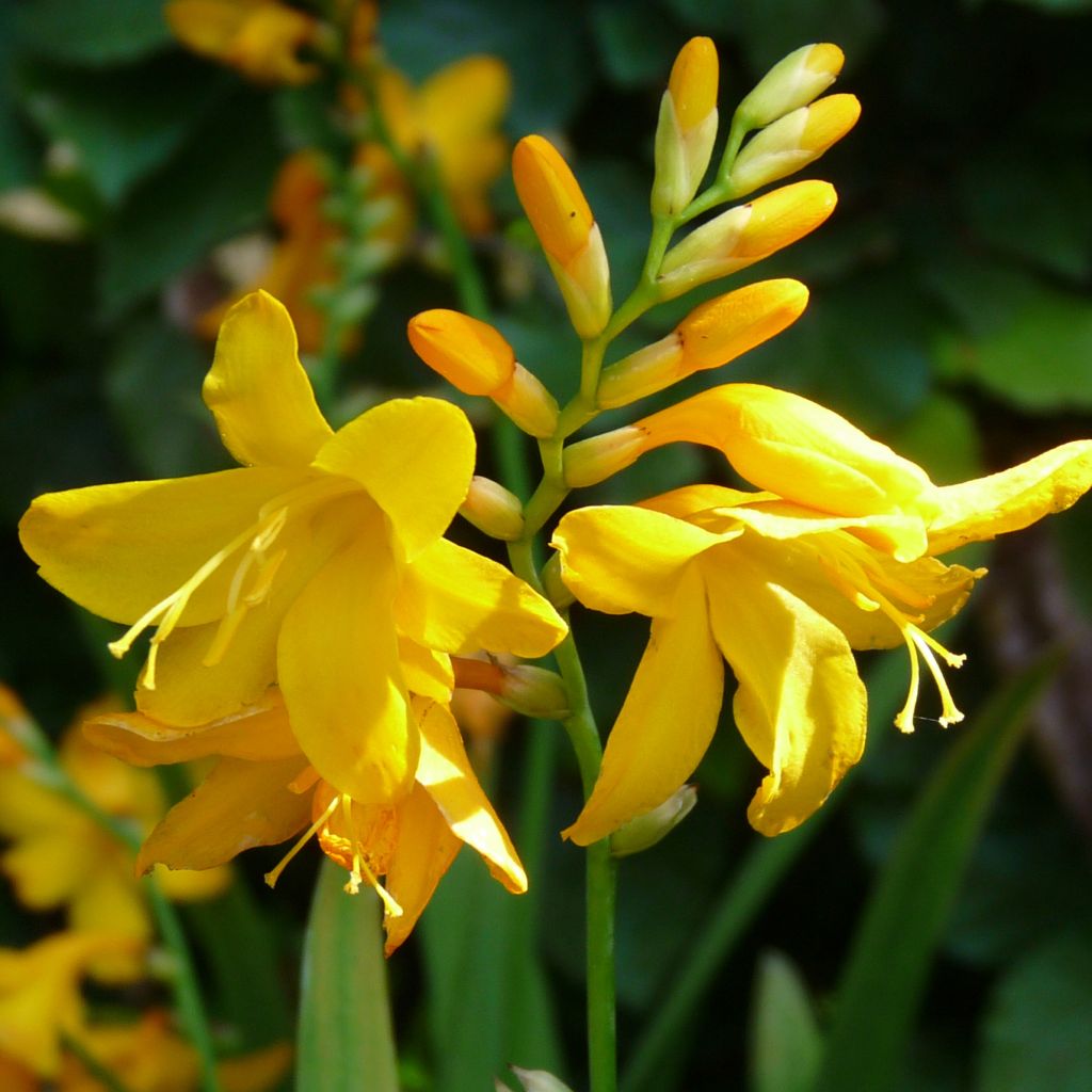 Montbretie Buttercup - Crocosmia