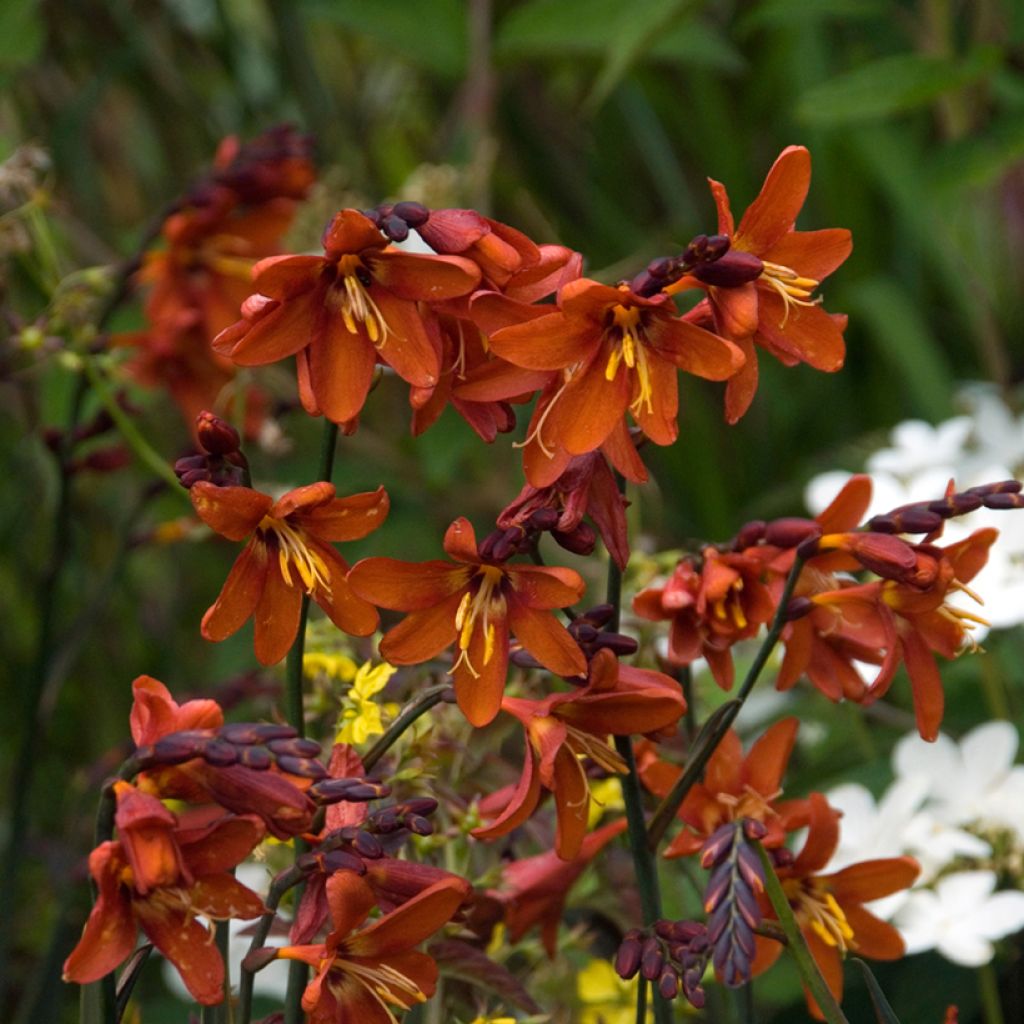 Montbretie Dusky Maiden - Crocosmia