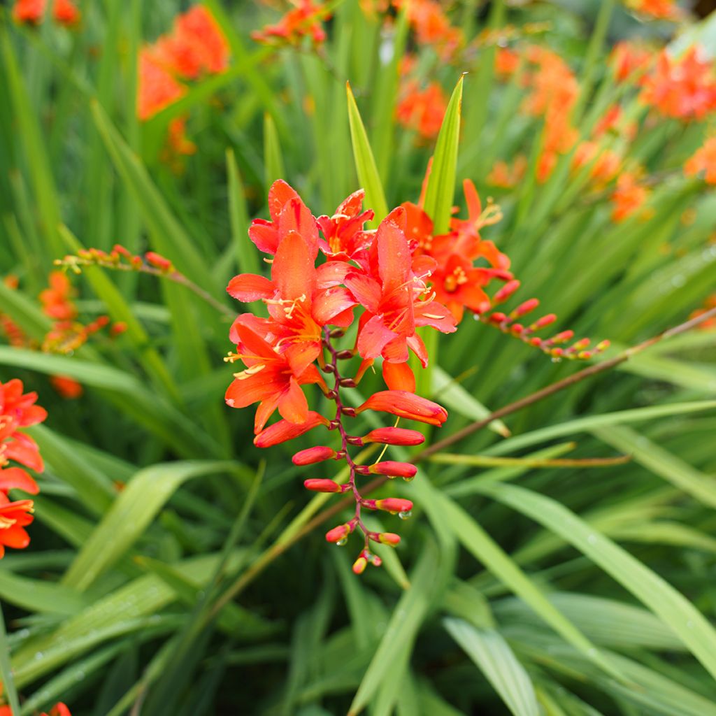 Montbretie Mars - Crocosmia