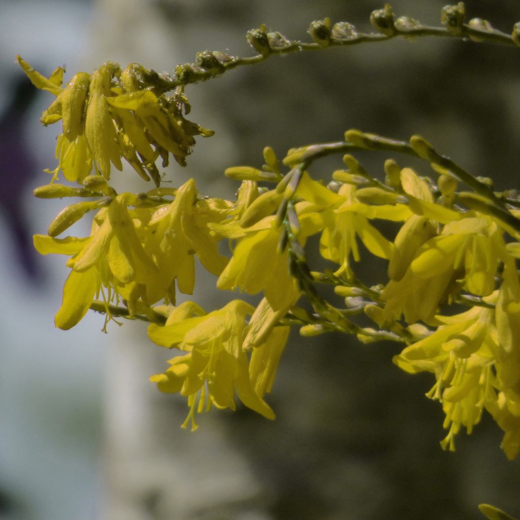 Montbretie Solfatare - Crocosmia