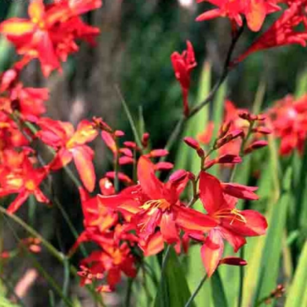 Montbretie Zeal Tan - Crocosmia