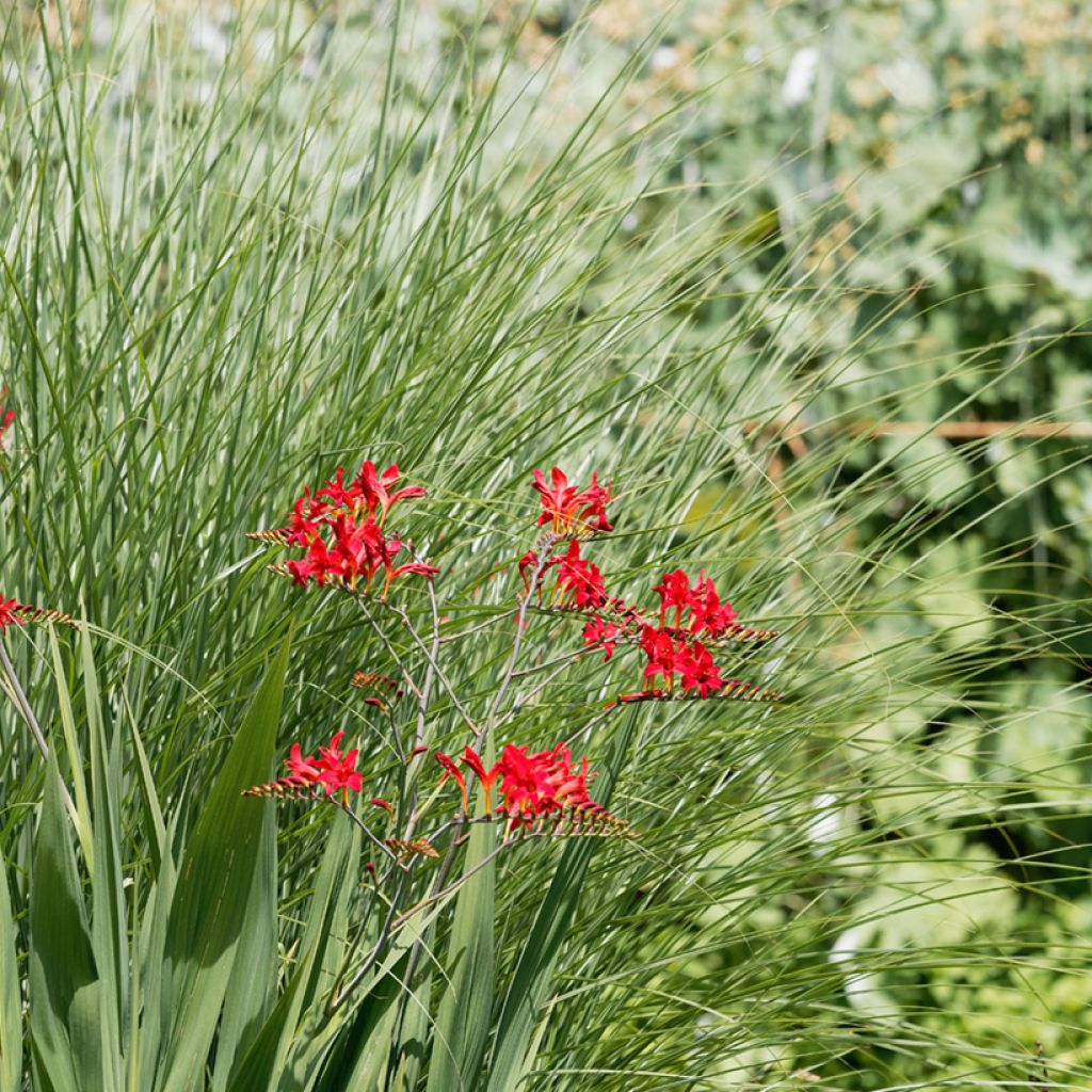 Montbretie Philippa Browne - Crocosmia