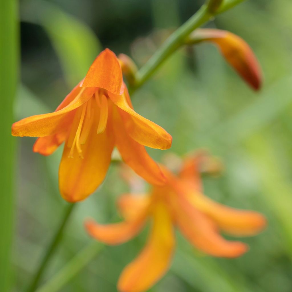 Crocosmia hybride Star of the East - Montbretia