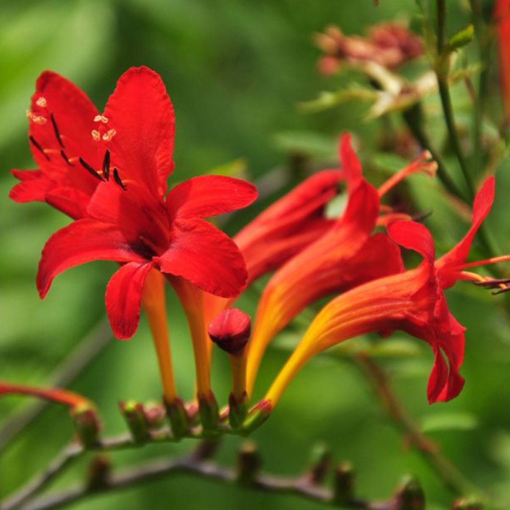 Montbretie - Crocosmia masoniorum