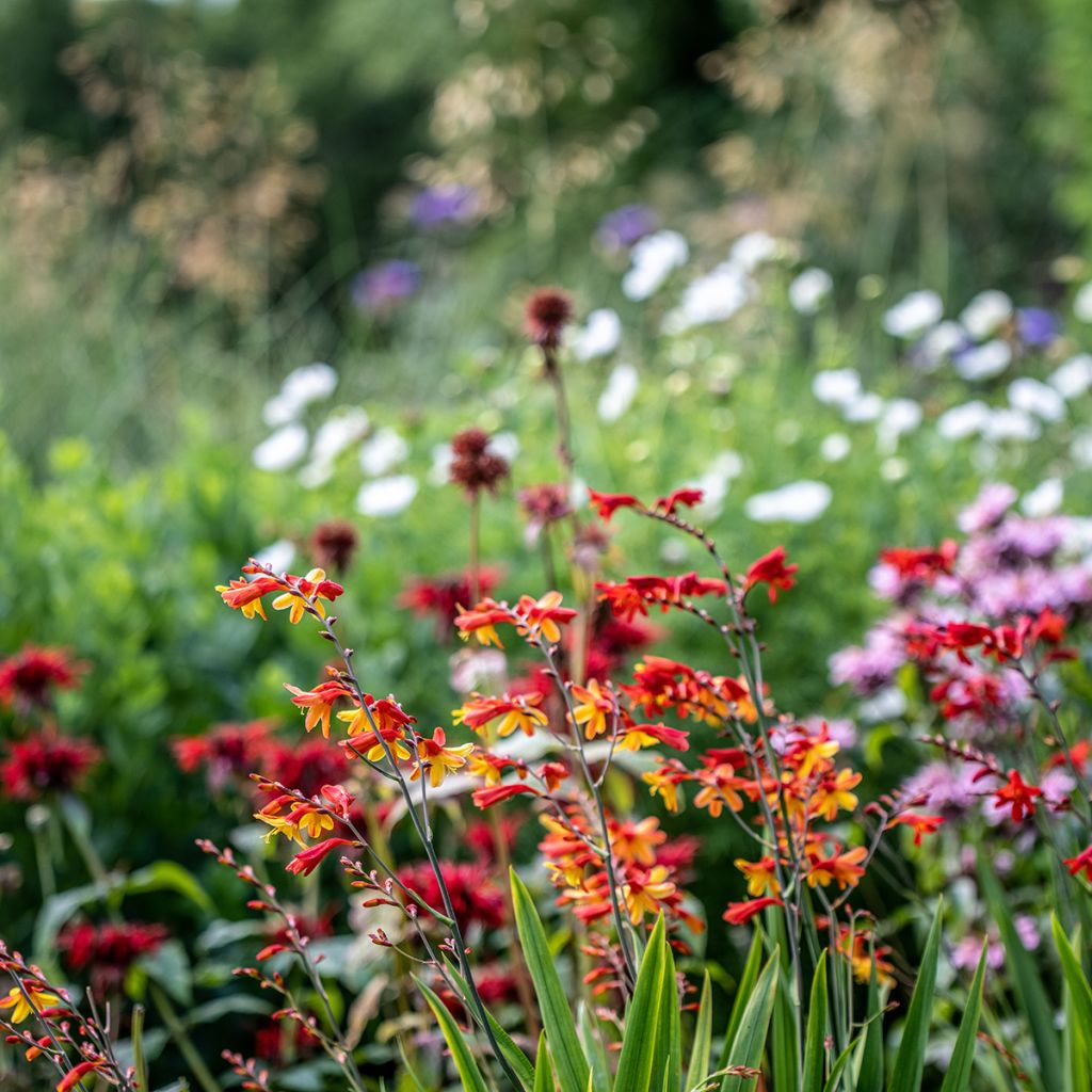 Montbretie Fire King - Crocosmia