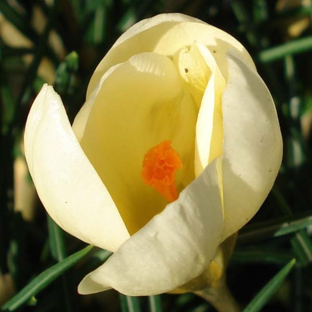 Krokus Cream Beauty - Crocus chrysanthus