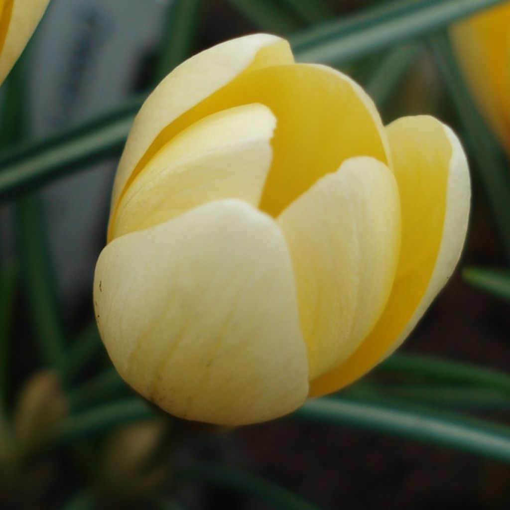 Crocus Chrysanthus Cream Beauty