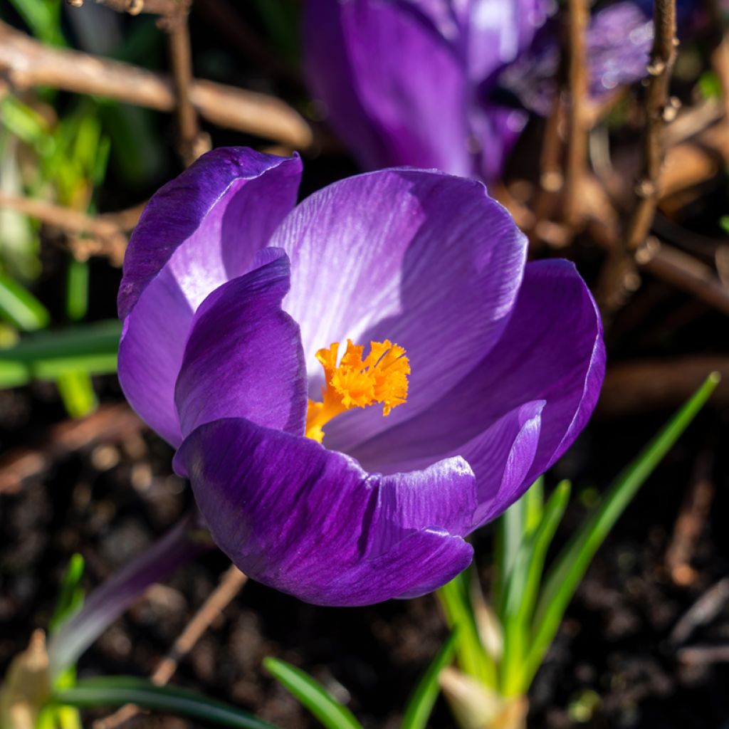 Crocus Mammouth Flower Record