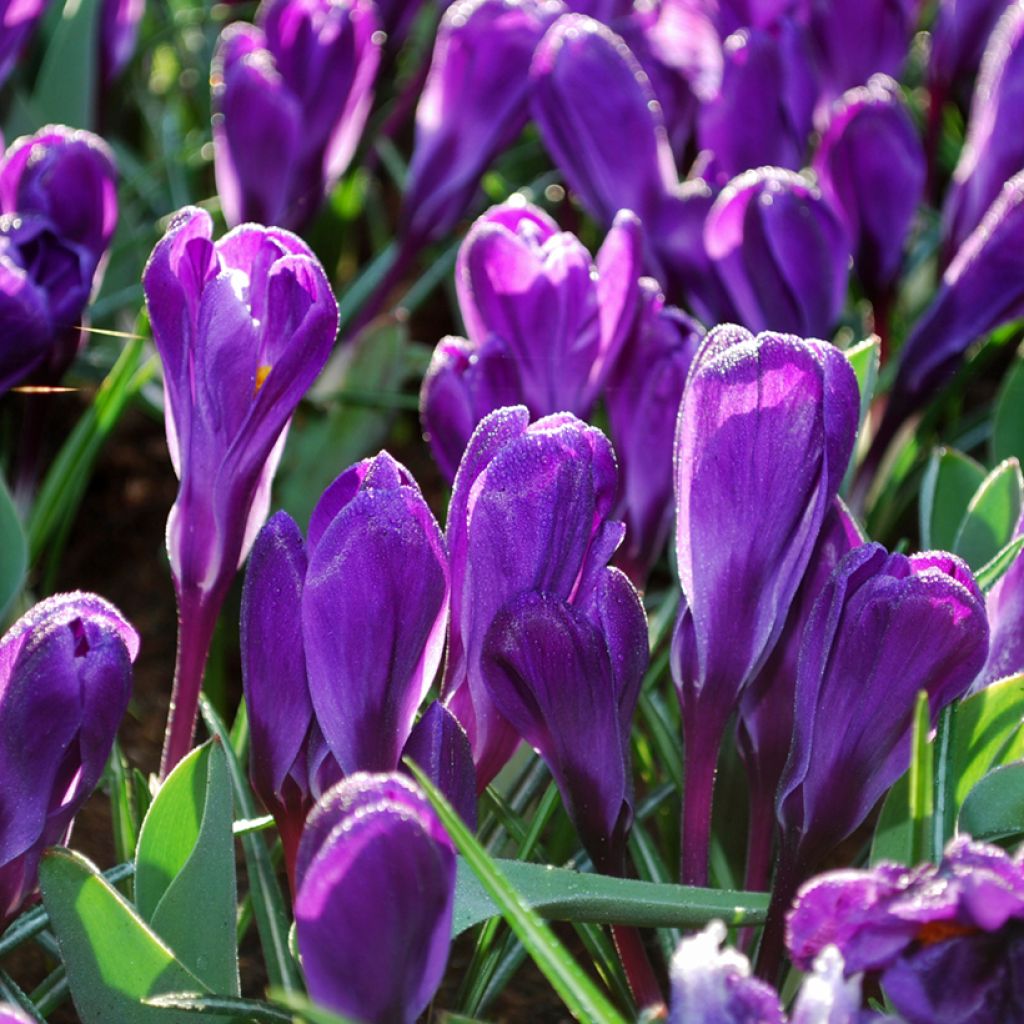 Crocus Mammouth Flower Record