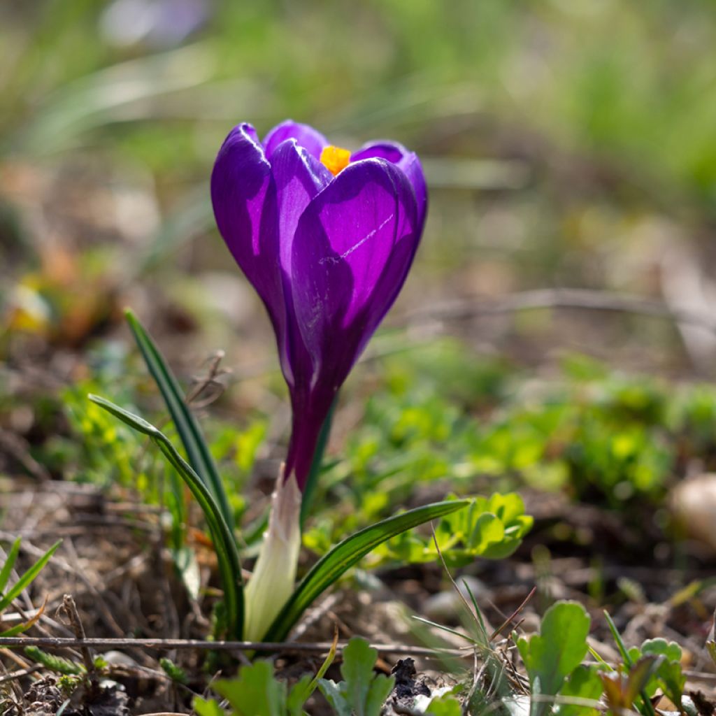 Crocus Mammouth Flower Record