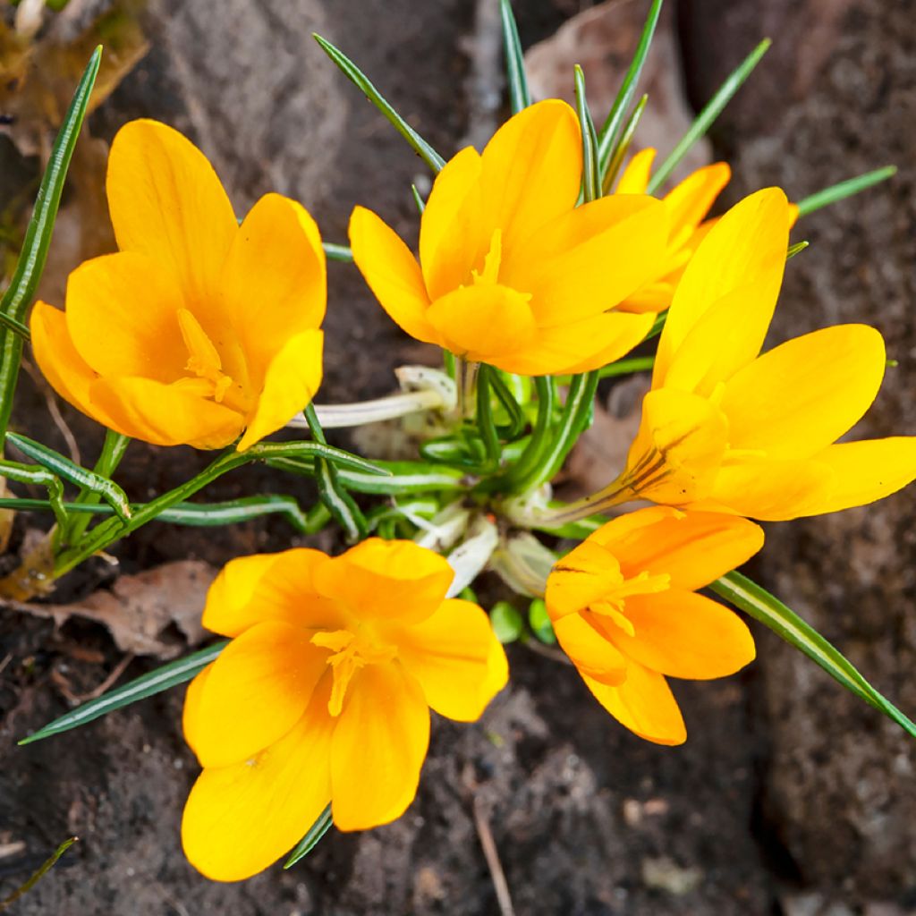 Großblütiger Krokus Golden Yellow - Crocus